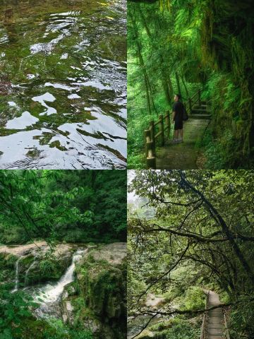 雅安龍蒼溝：7〜8月の絶景避暑秘境、行けば得する！ | Trip.com 雅安
