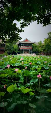 北京盛夏的粉色秘境蓮花池公園太仙了!