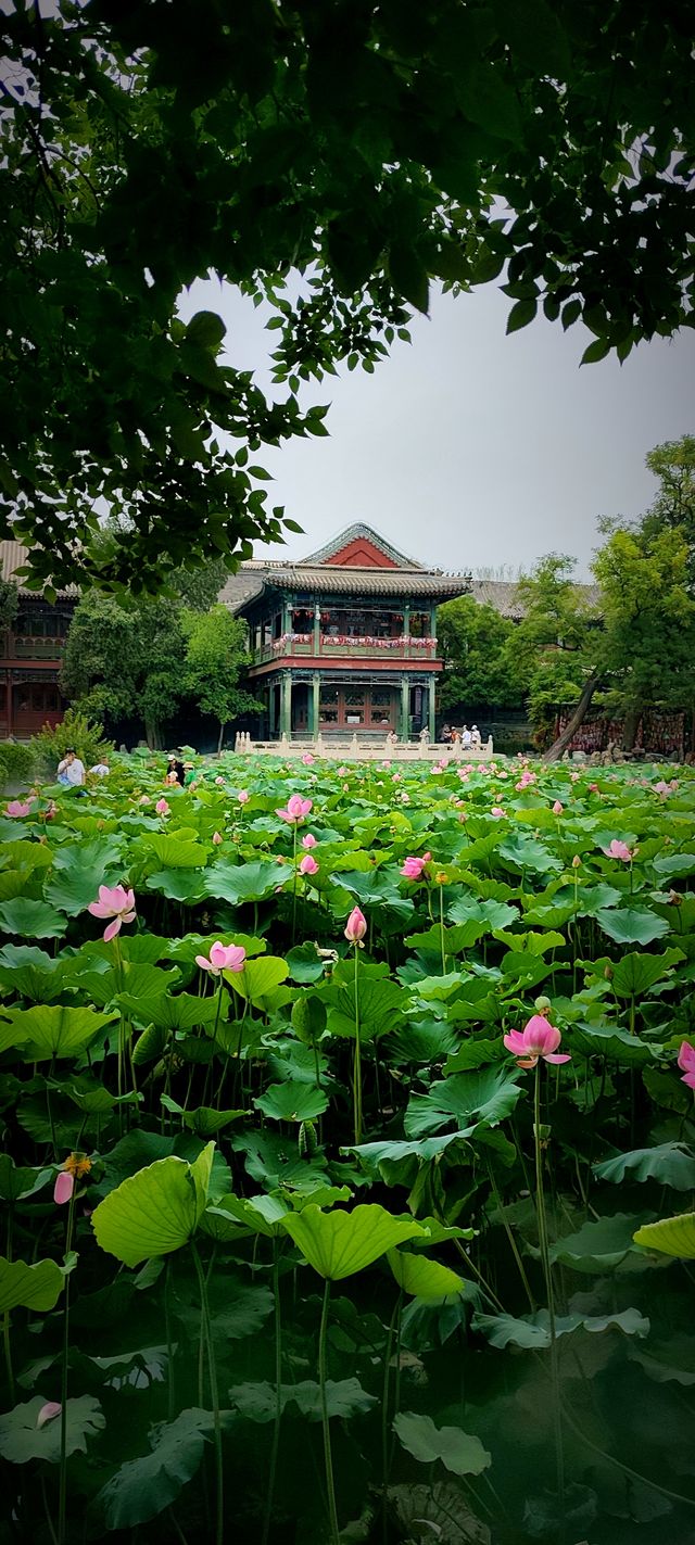 北京盛夏的粉色秘境蓮花池公園太仙了!