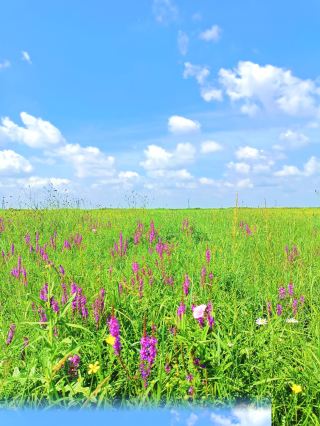 Hidden wildflowers blooming in a little-known secret spot near Harbin