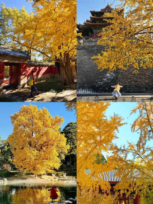 2026年 地壇公園の銀杏並木秋の風景おすすめ| Trip Moments