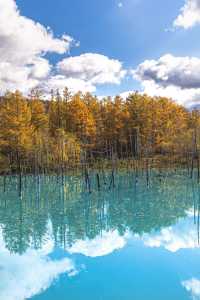 墜入北海道的秋日油畫｜紅葉、花田