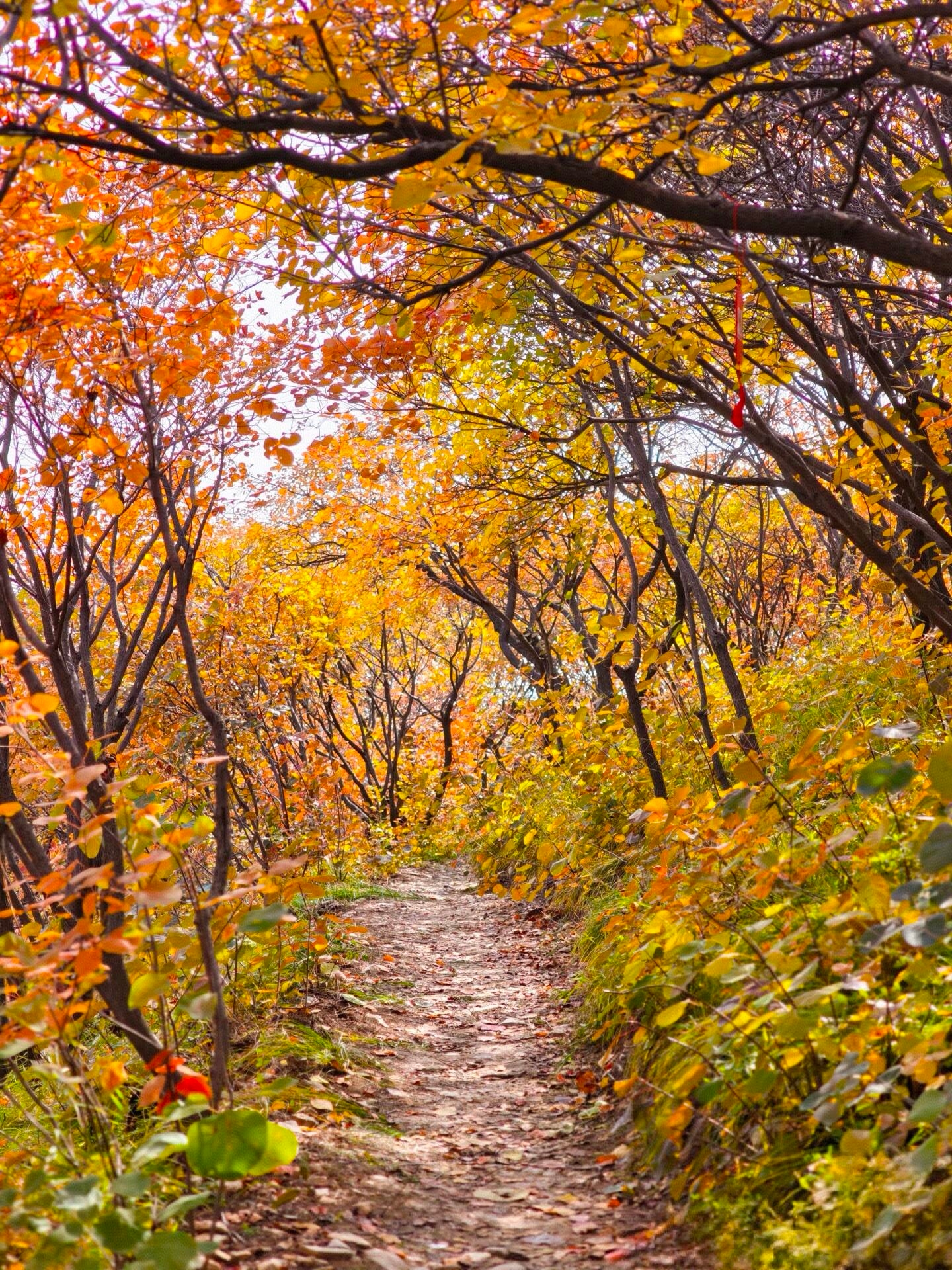 A hidden gem of a free mountain in Hebei! No admission + free parking, perfect for a weekend autumn getaway