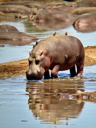 Exceptional Safari Experience with Herman