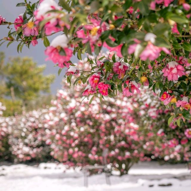 🌺동백 성지 위미리 동백수목원🌺