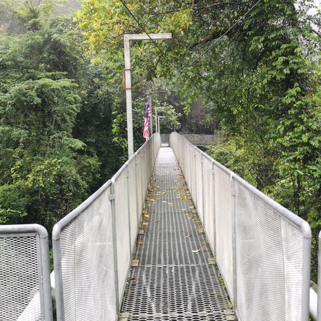 TREE TOP WALK