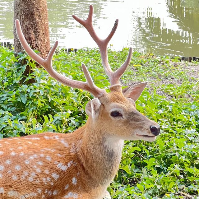 ไป ดูบัว คาเฟ่ กันเถอะ 🥰🥰 คาเฟ่ใกล้ กทม 