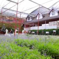 Beautiful Lavender Farm in Cameron Highlands 