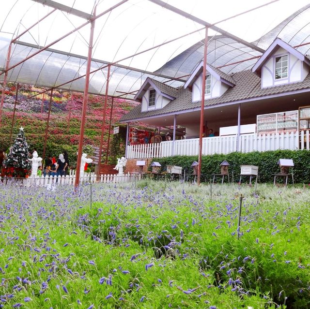 Beautiful Lavender Farm in Cameron Highlands 