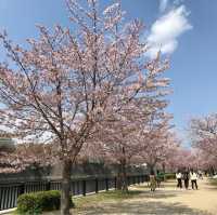 大阪のおすすめお花見スポット【大阪城公園】