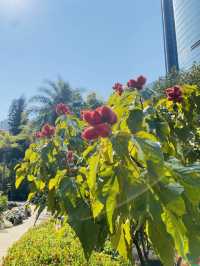 一次過欣賞各色各樣花卉  在市中心盛放📍香港公園