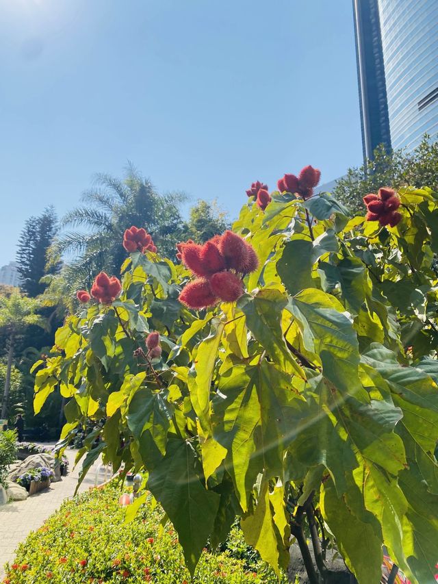 一次過欣賞各色各樣花卉  在市中心盛放📍香港公園