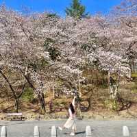 🌸2023년 3월 말, 과천 서울대공원 벚꽃🌸
