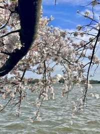 미국에도 벚꽃 있다! 워싱턴 타이들 베이슨🌸