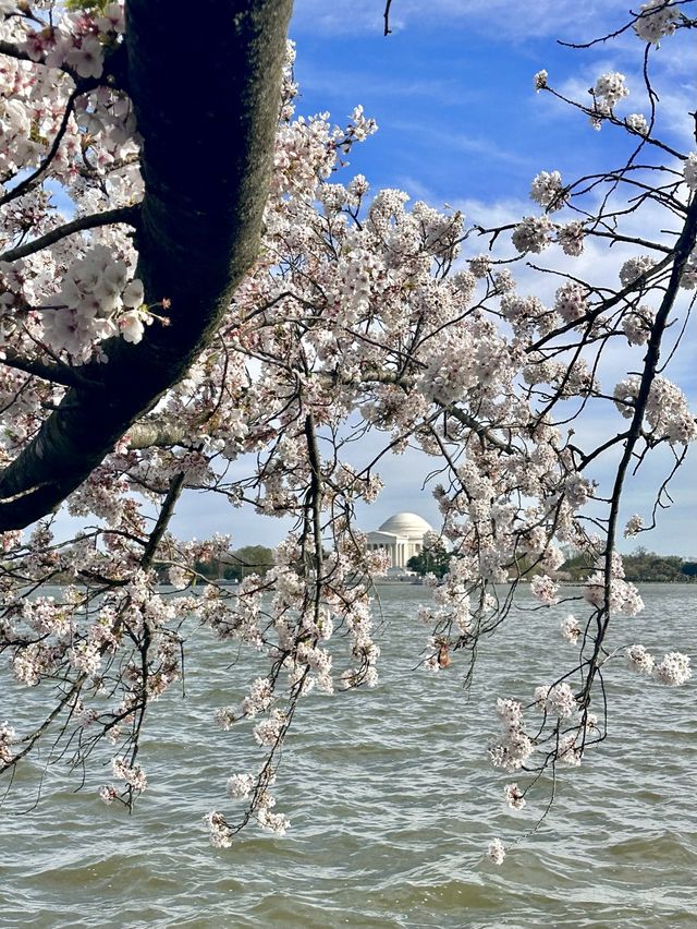 미국에도 벚꽃 있다! 워싱턴 타이들 베이슨🌸