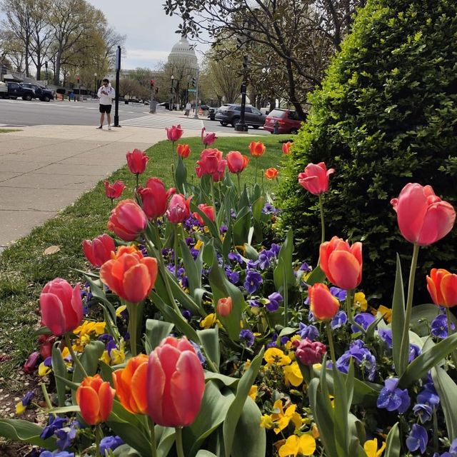 Following the blossoms in Washington DC