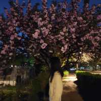 보라매공원 에어파크 벚꽃 말고 겹벚꽃 구경🌸