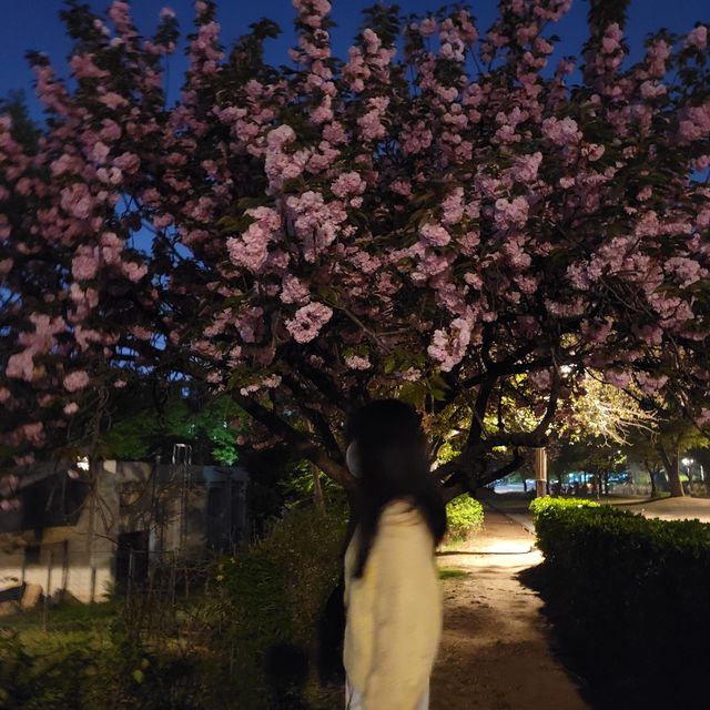 보라매공원 에어파크 벚꽃 말고 겹벚꽃 구경🌸