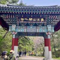 🌸서산 겹벚꽃명소 개심사🌸