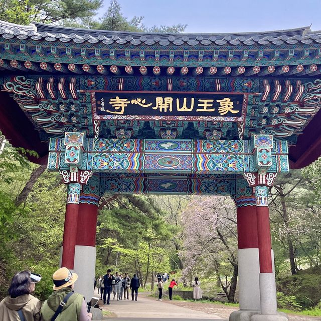 🌸서산 겹벚꽃명소 개심사🌸