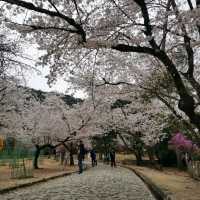 beautiful Arashiyama