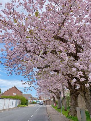🇬🇧 Кроули, знаменитое место цветения сакуры в Лондоне, Великобритания 🌸