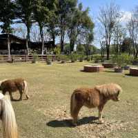 Trot Cafe in Khaoyai 🌳🌿
