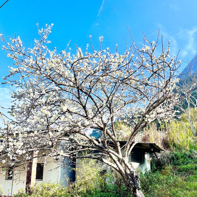阿里山櫻花季
