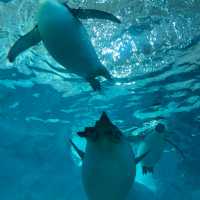 珠海長隆海洋王國之海洋動物