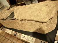 Roman Legion Museum - Caerleon, UK