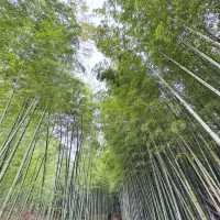 細雨🌦️慢步嵯峨野🎋竹林步道🚶‍♂️