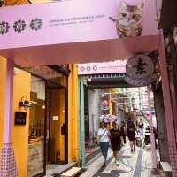 ARRAIAL NA ERVANÁRIOS PRESENTS 3D CAT VIDEOS