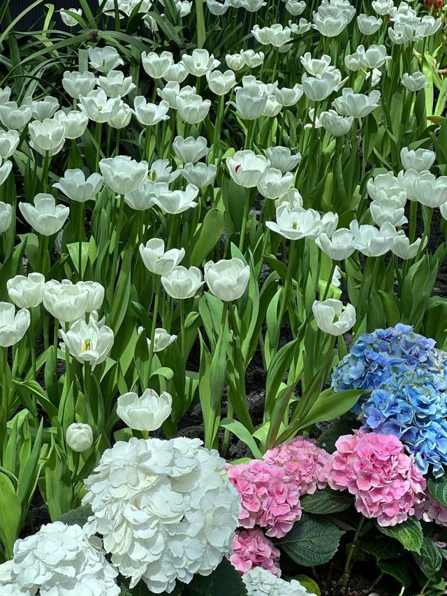 Miracle of natural ระยอง