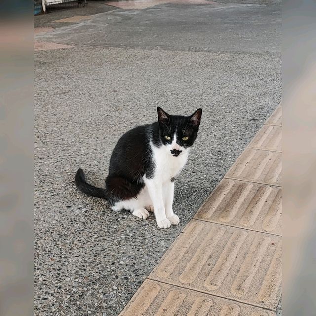 貓奴必去既台灣貓村！😍