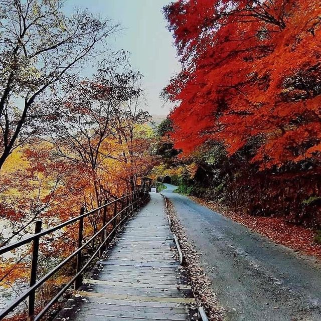 Most beautiful falling season at Bamsagol
