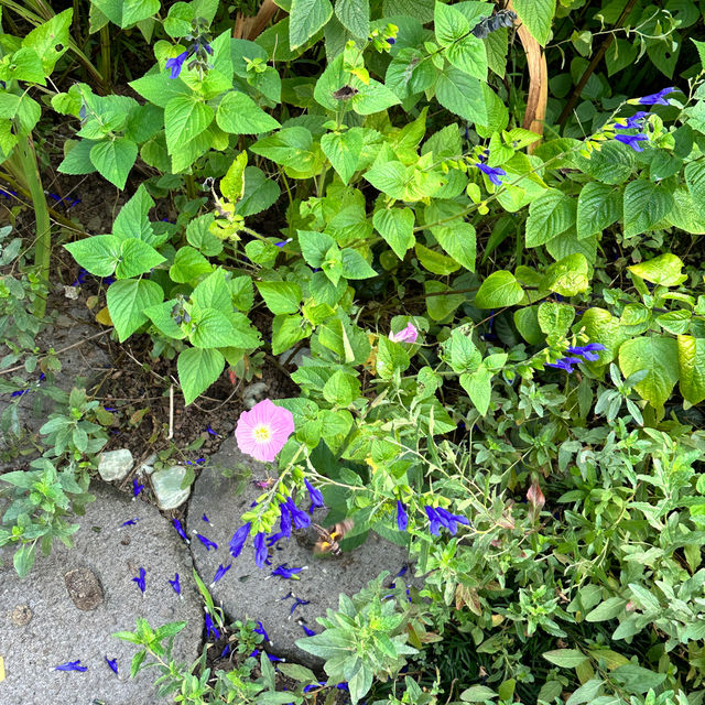 Jeju herb garden