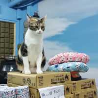 🐱葵芳1500呎貓貓共享空間