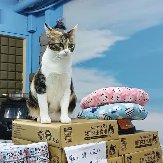🐱葵芳1500呎貓貓共享空間