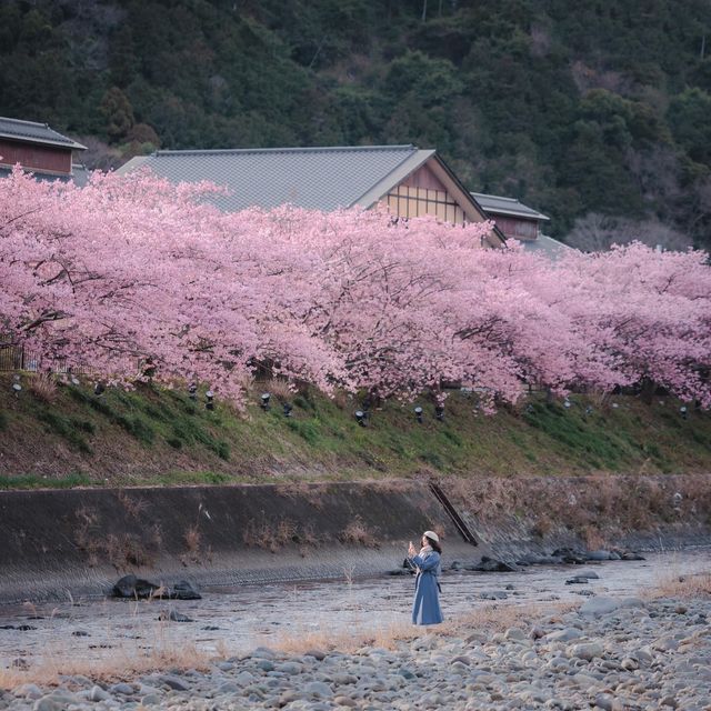 Kawazu Sakura 🌸