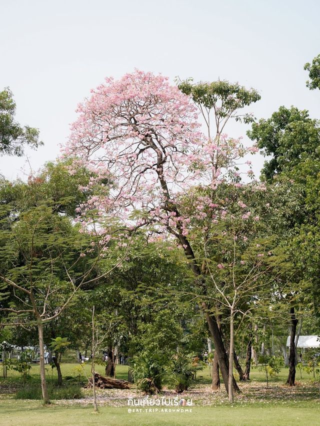 🌸🌸 พาถ่ายรูปดอกชมพูพันธ์ุทิพย์ที่สวนรถไฟ 