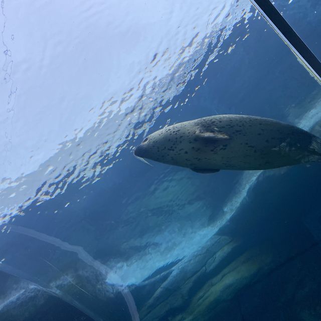 札幌　円山動物園・寿司トリトン・夜パフェ・札幌ラーン