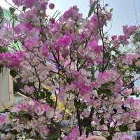 維園花卉展覽 春日花開好時節