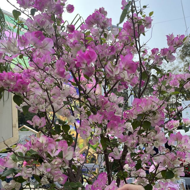 維園花卉展覽 春日花開好時節