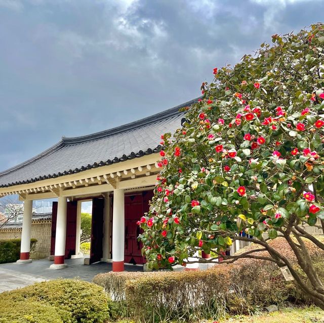 부산 동래 충렬사 ! 매화가 아름다운곳 숨은매화명소 🌸