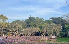 สวนหลวง ร.9 สวนสาธารณะใน กทม. 