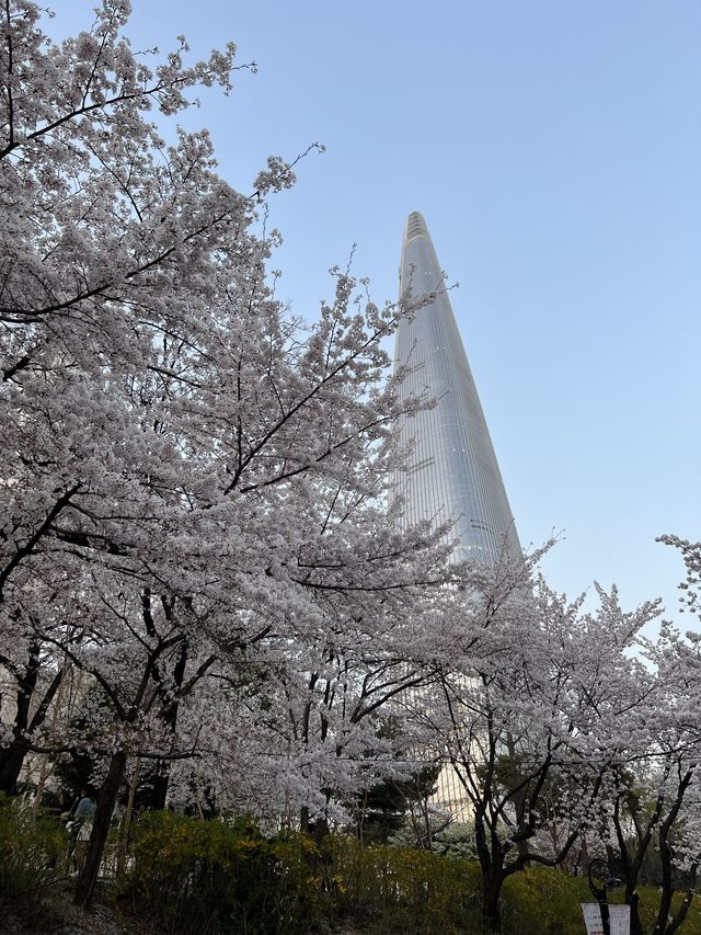 韓国/ソウル【蚕室】桜が咲くお花見シーズンのおすすめスポット🌸