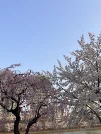 韓国/ソウル【蚕室】桜が咲くお花見シーズンのおすすめスポット🌸