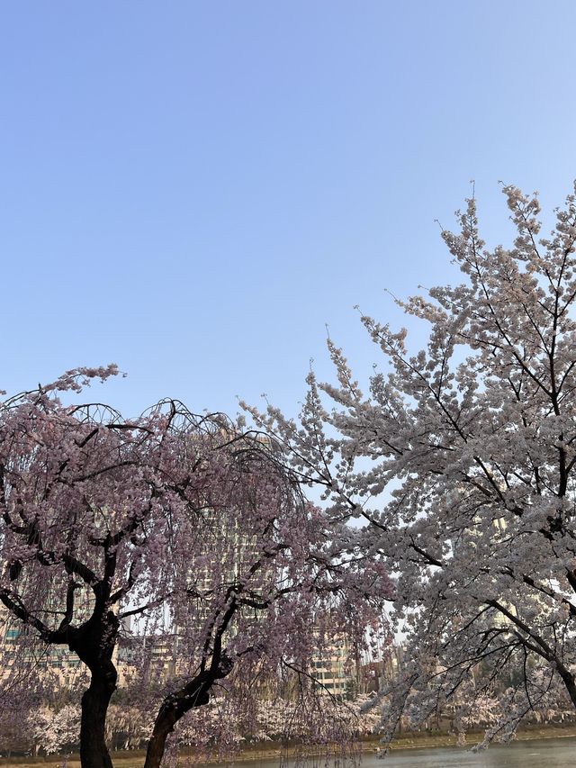 韓国/ソウル【蚕室】桜が咲くお花見シーズンのおすすめスポット🌸