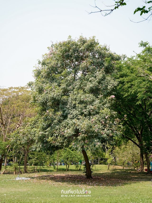 ปิคนิครับลมที่สวนจตุจักร
