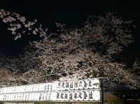 📍東京。2023 夜遊淺草寺 雷門 x 夜櫻。